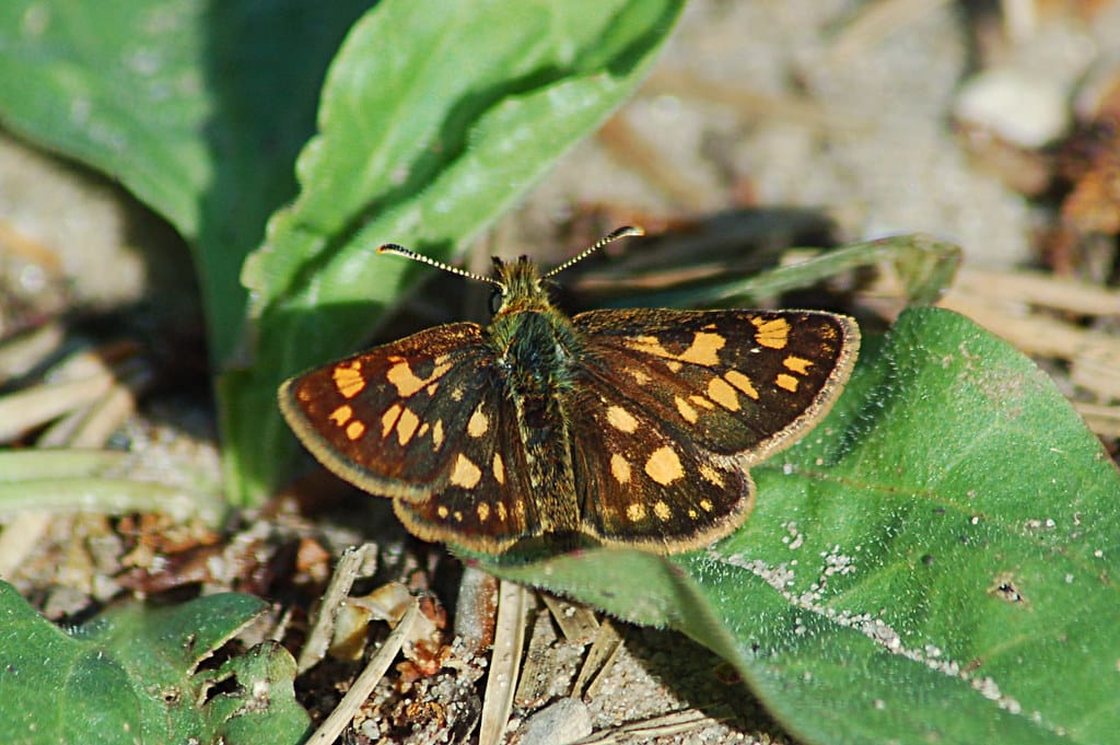 Arctic Skipper