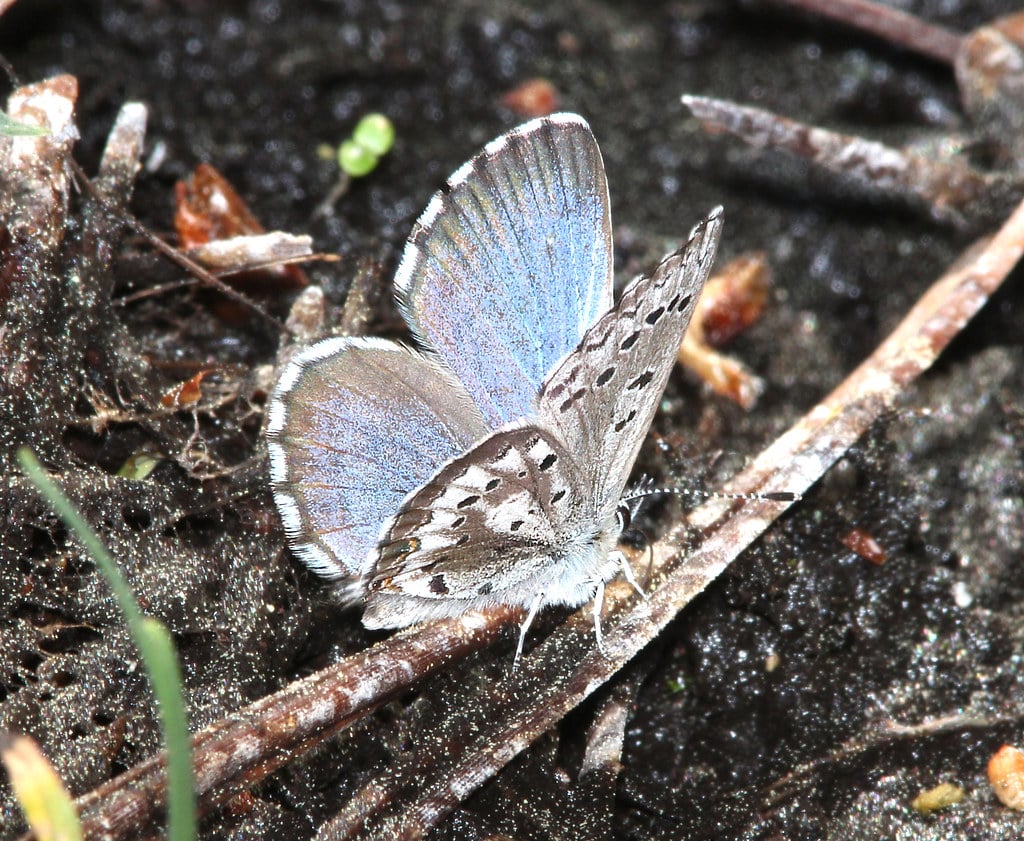 Arrowhead Blue