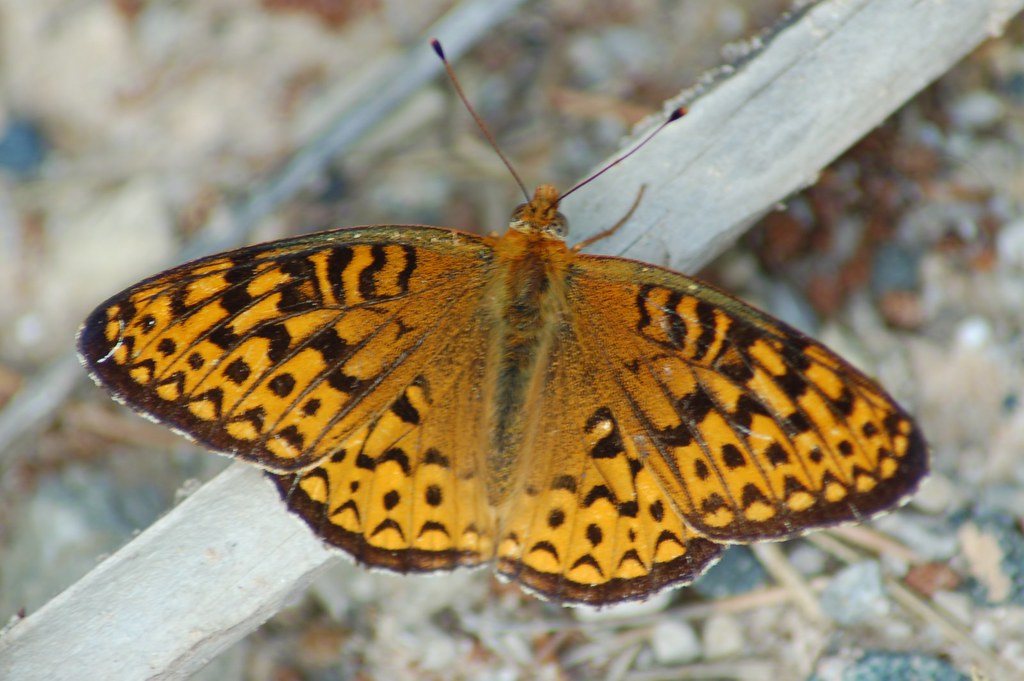Atlantis Fritillary