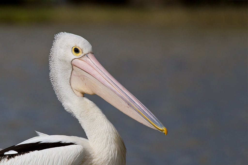 Australian Pelican