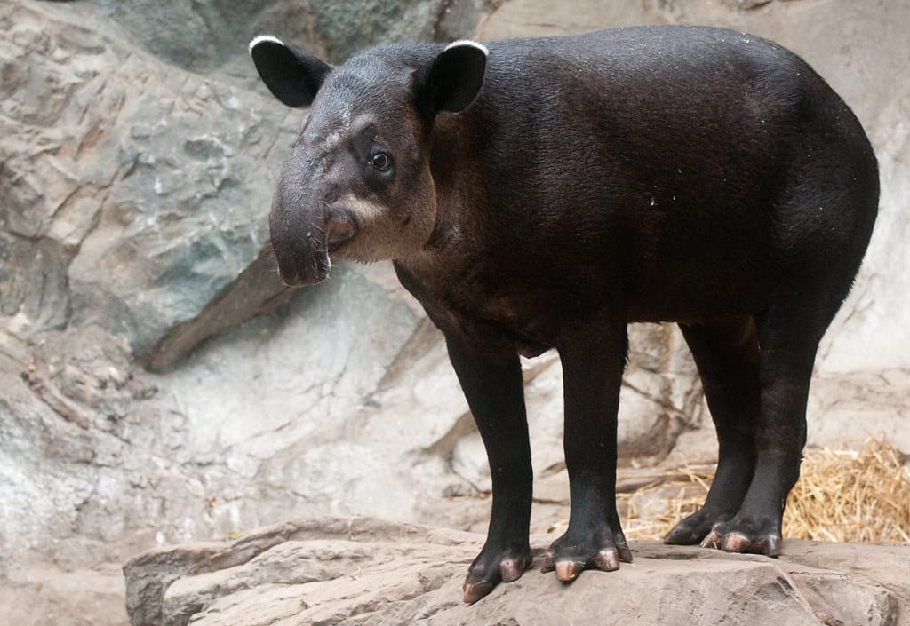 Baird’s Tapir