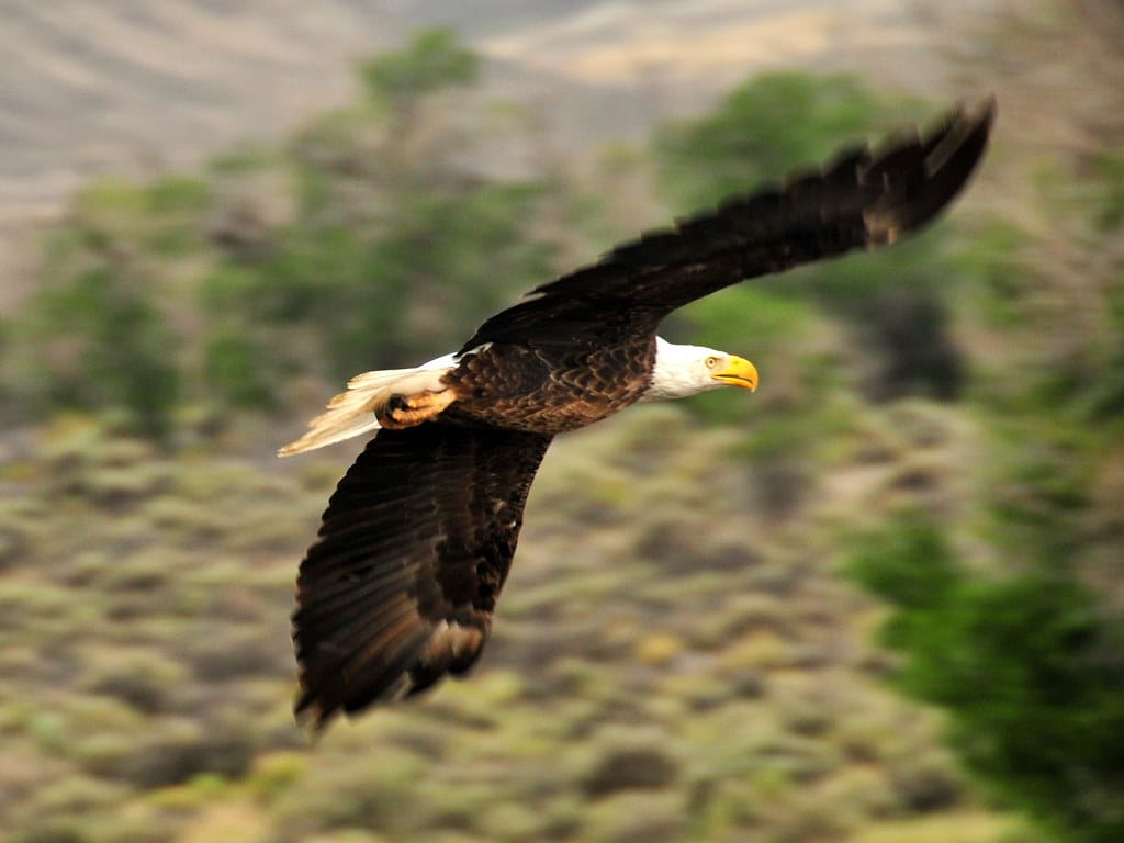Bald Eagle