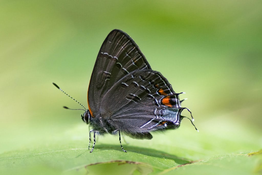 Banded Hairstreak