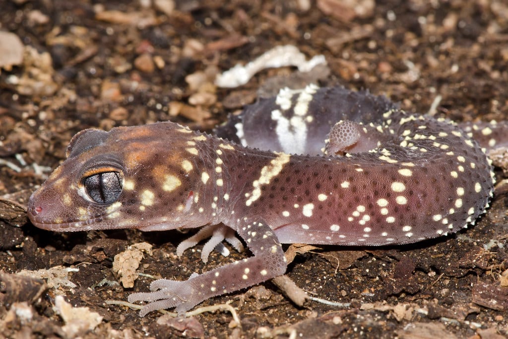 Barking Gecko