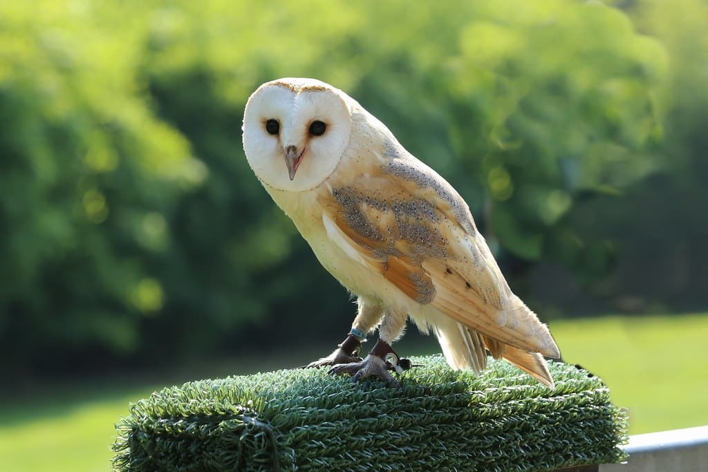 Barn Owls - What Animal Mates for Life?