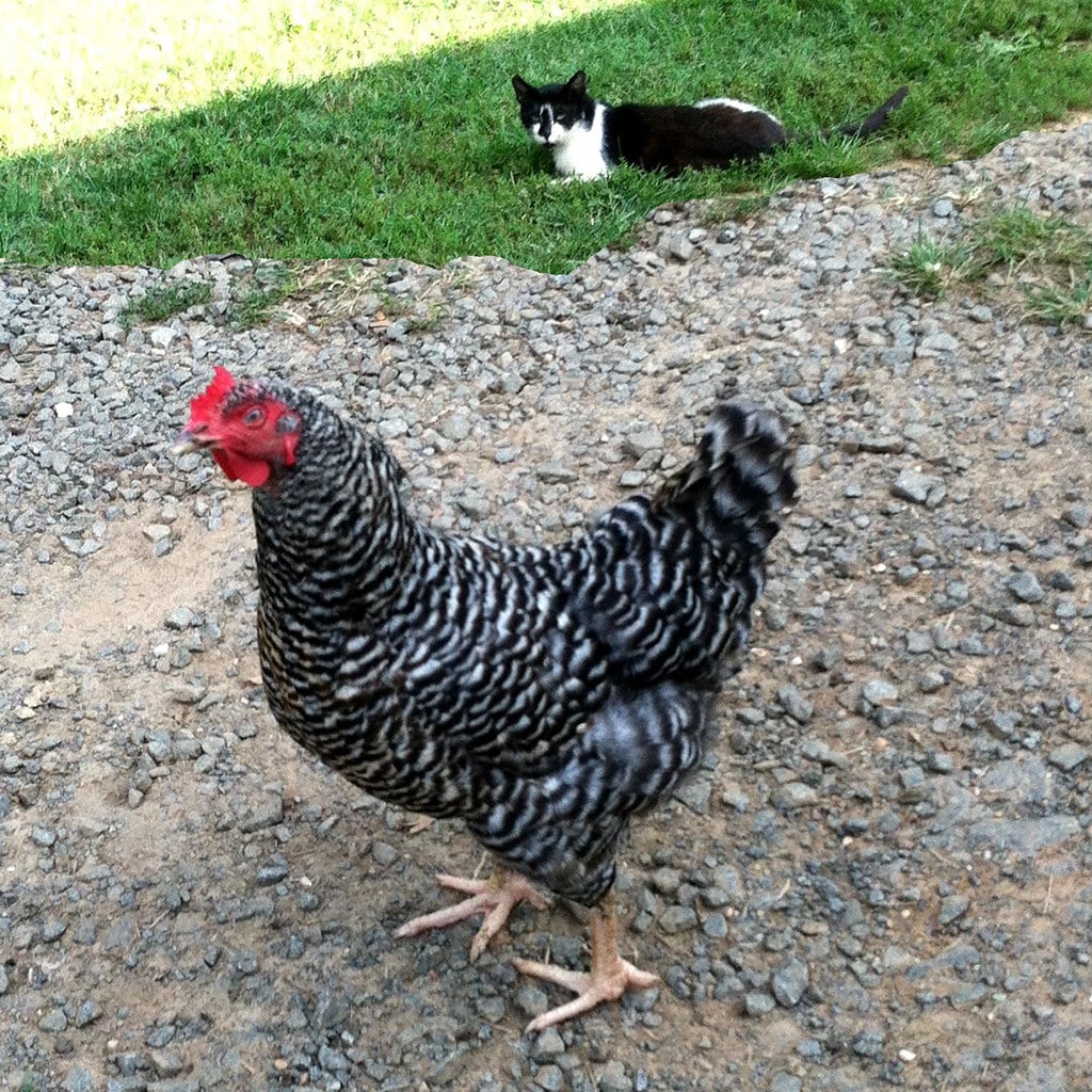 Barred Plymouth Rock