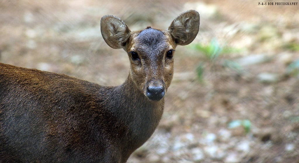Bawean Deer