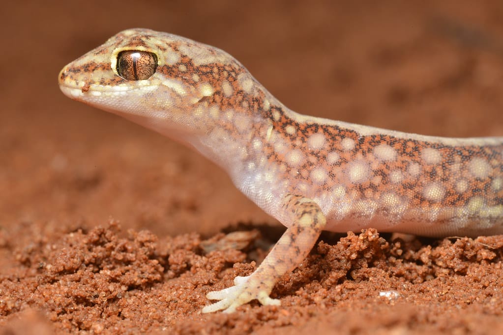 Beaded Gecko