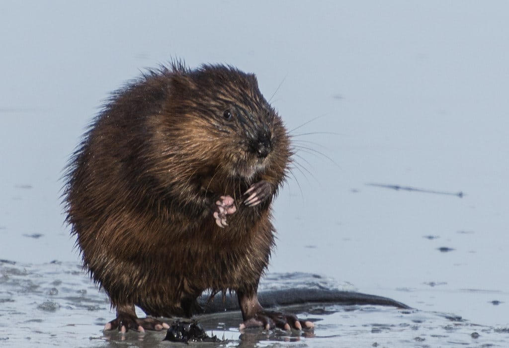 Beavers - Animals that Mate for Life