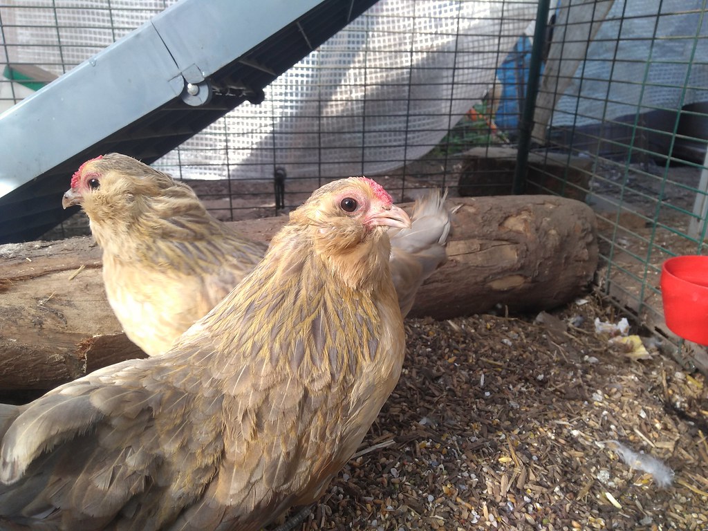 Belgian d'Anvers Chickens