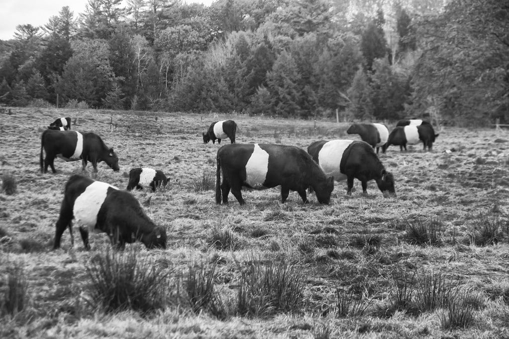 Belted Galloway Cattle