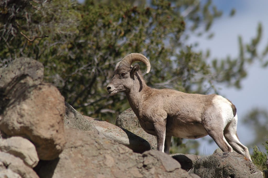 Bighorn Sheep