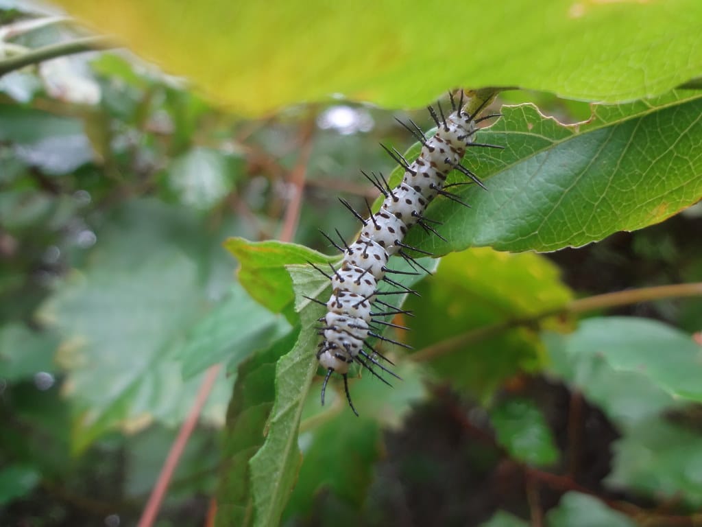 Black and Yellow Zebra caterpillar