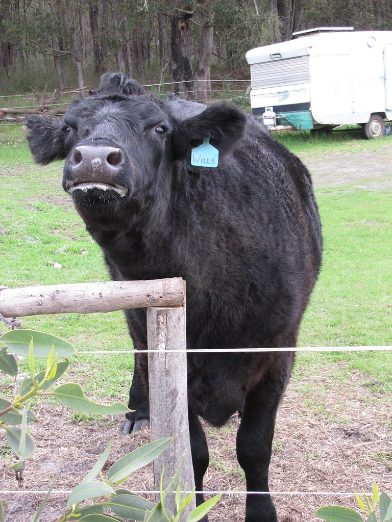 Black Angus Cattle