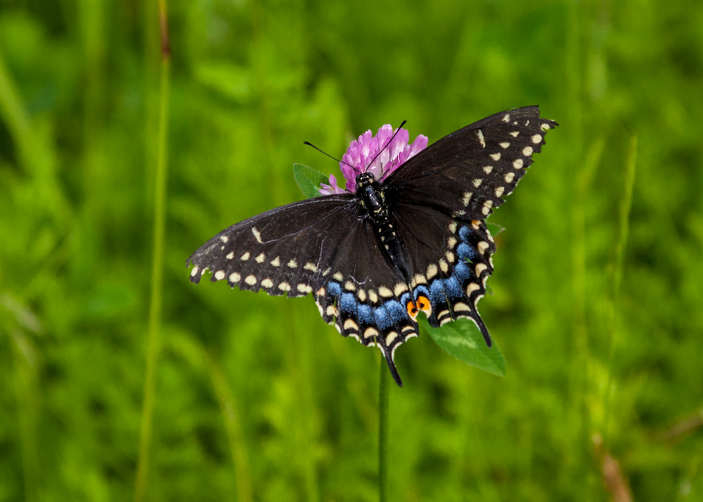 Black Swallowtail