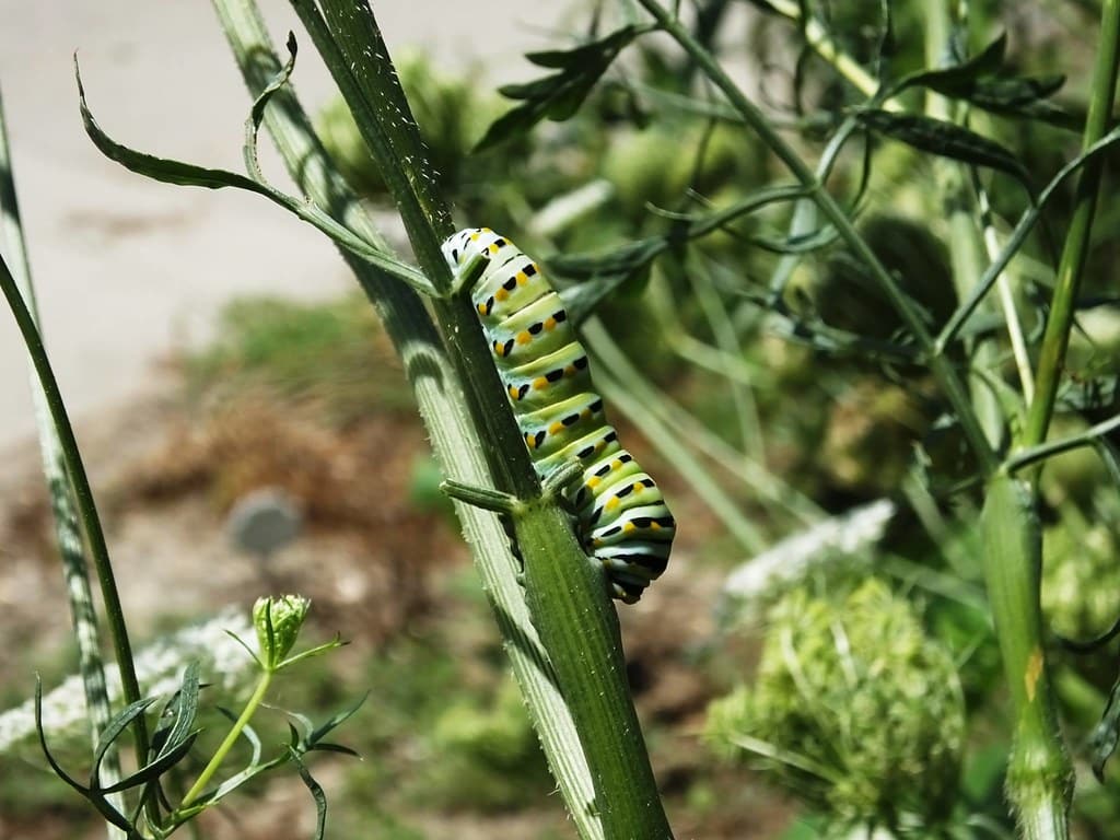 Black Swallowtail Caterpillar - Types of Black and Yellow Caterpillars