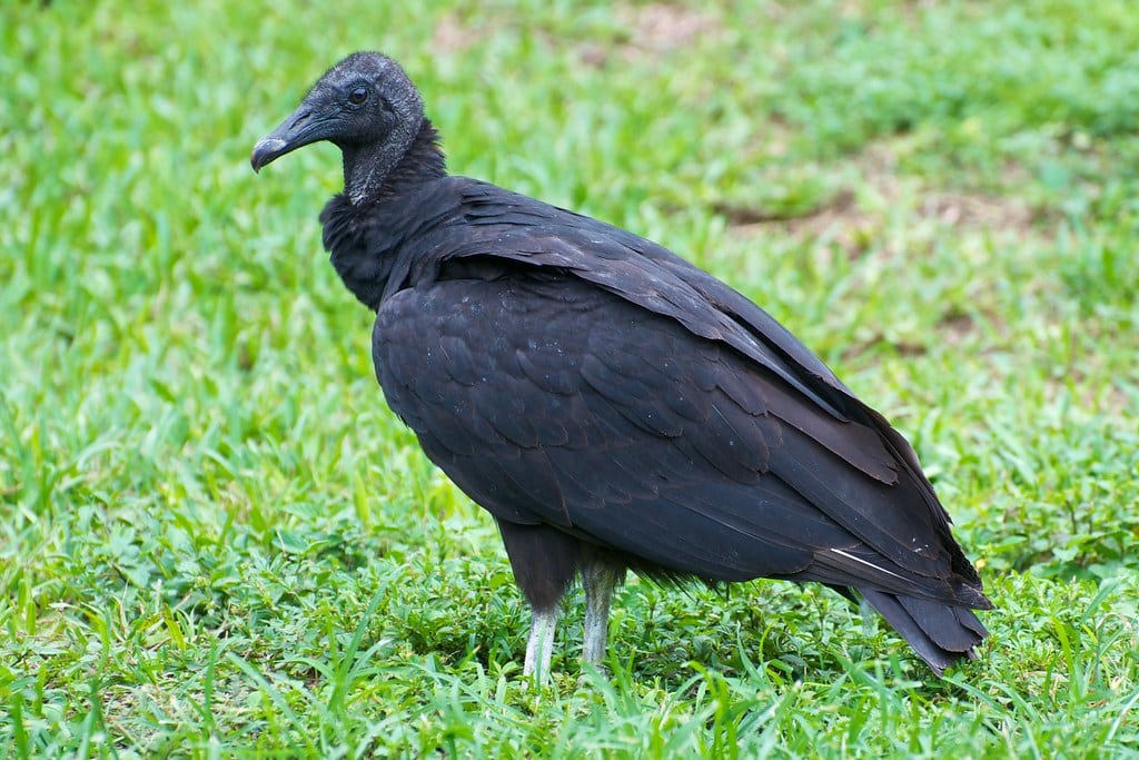 Black Vulture