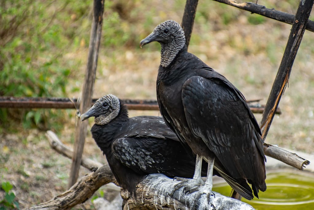 Black Vultures