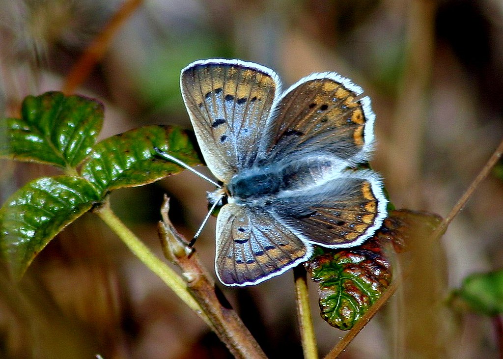 Blue Copper and Hairstreak