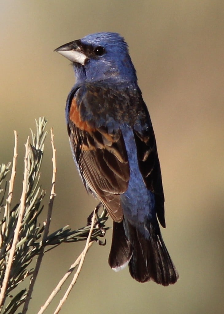Blue Grosbeak