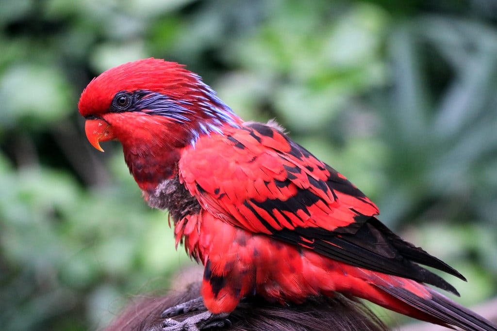 Blue-Streaked Lory
