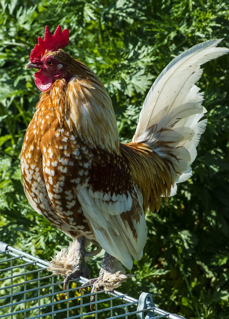 Booted Bantam