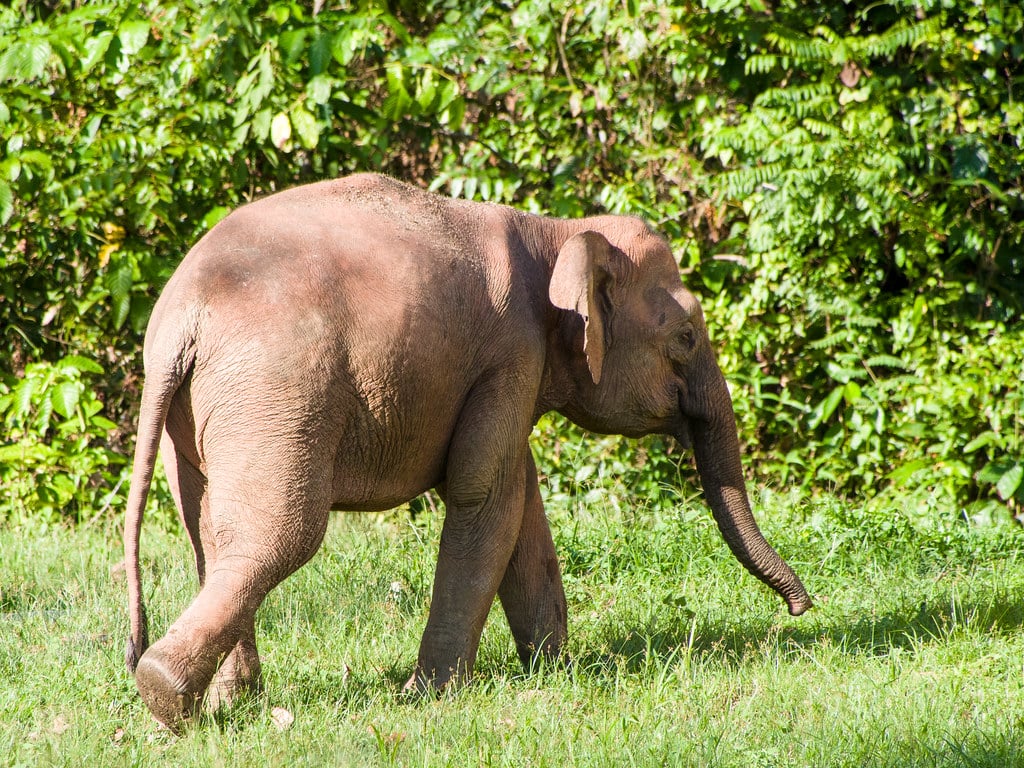 Borneo Elephant