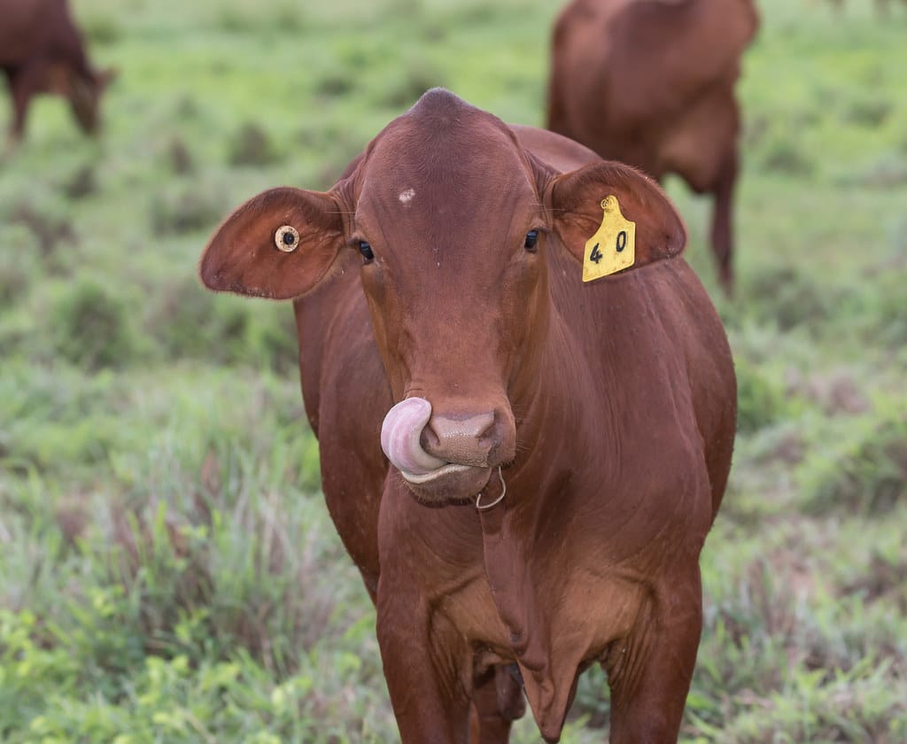 Brahman Cattle