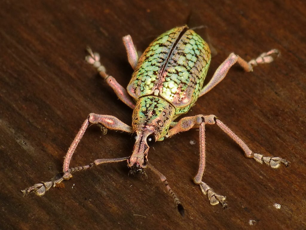 Broad-nosed Weevil