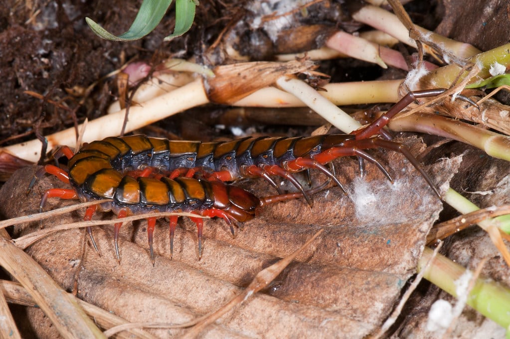 Brown Centipede
