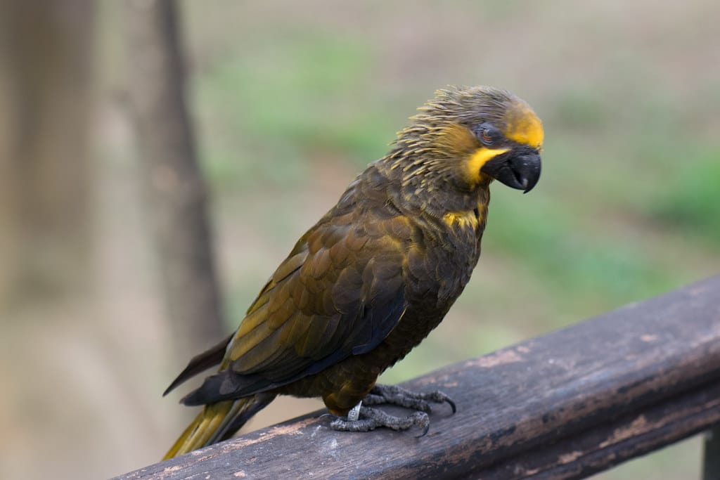 Brown Lory