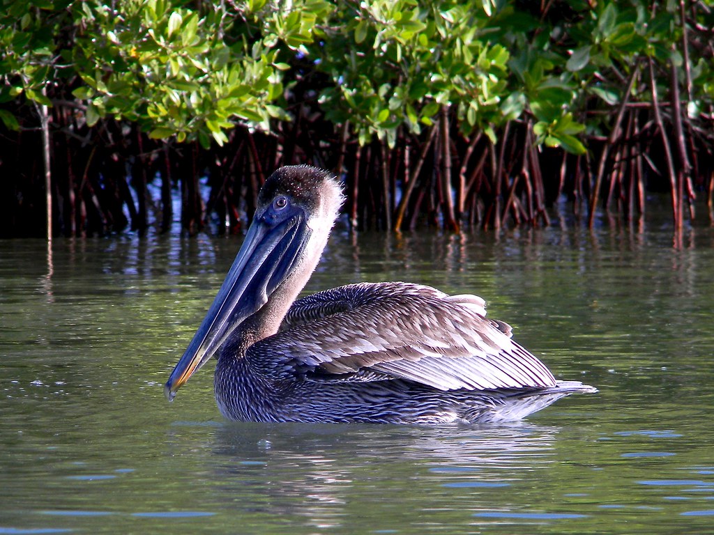Brown Pelican
