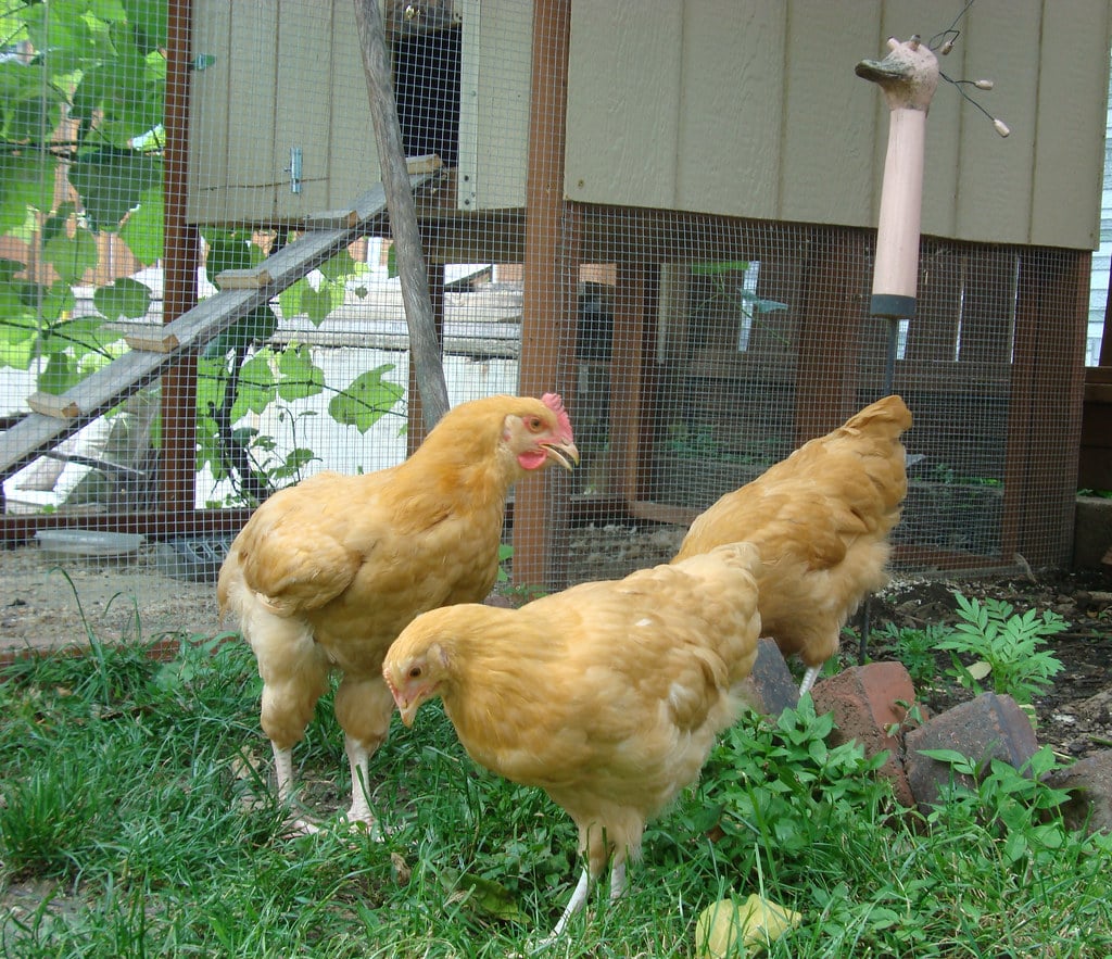 Buff Orpington