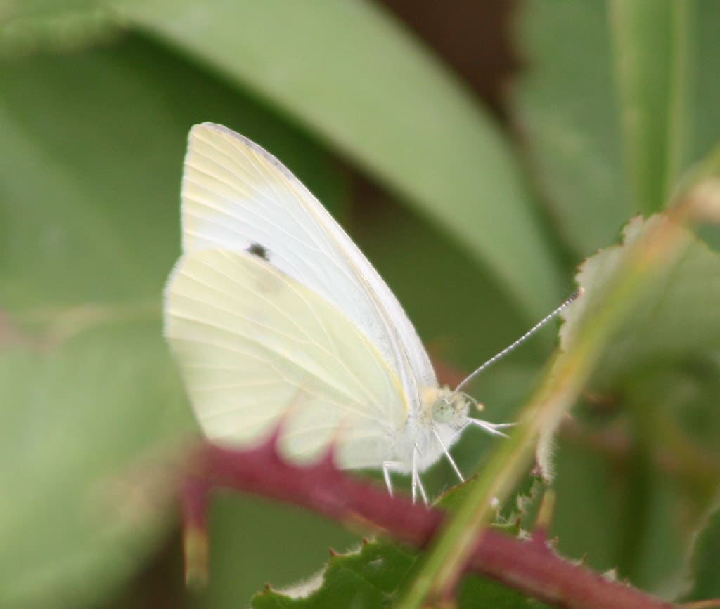 Cabbage White Butterflies