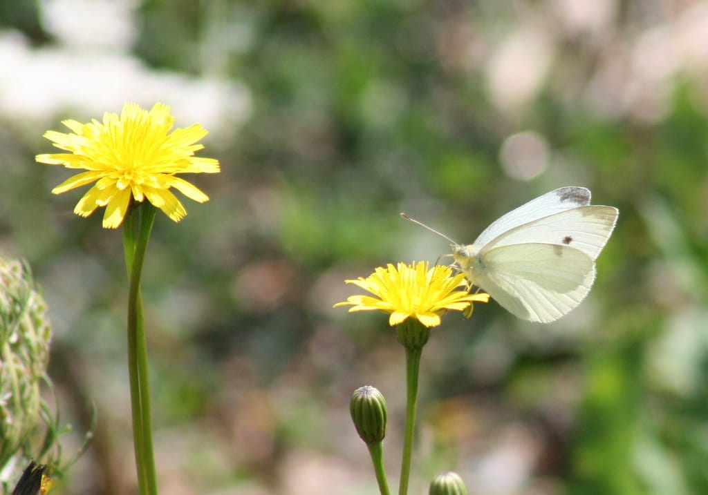 Cabbage White