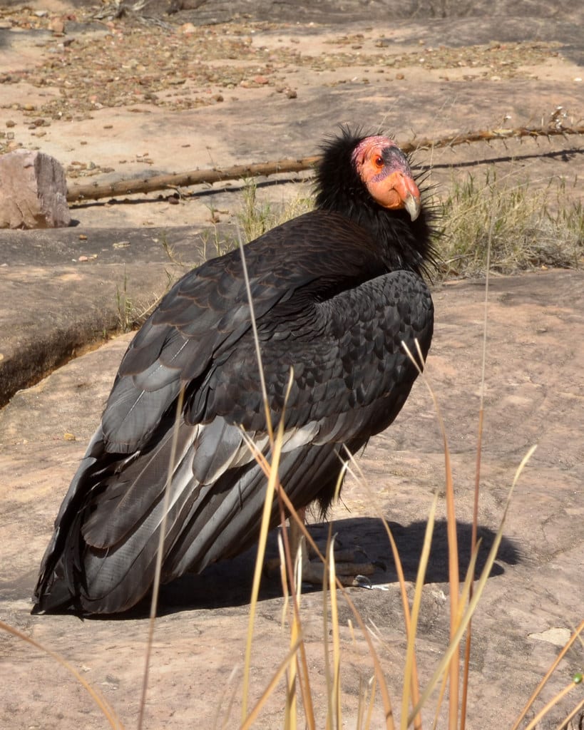 California condor