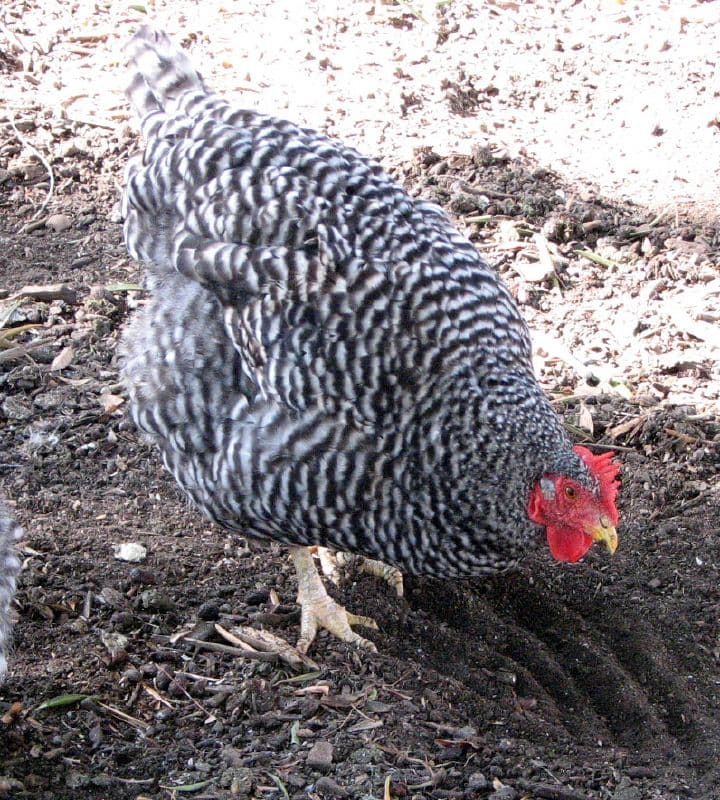 California Gray Chicken
