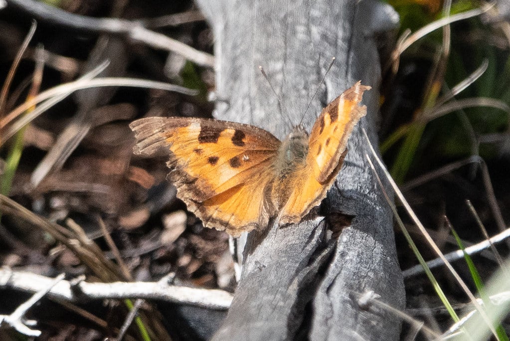 California Tortoiseshell 