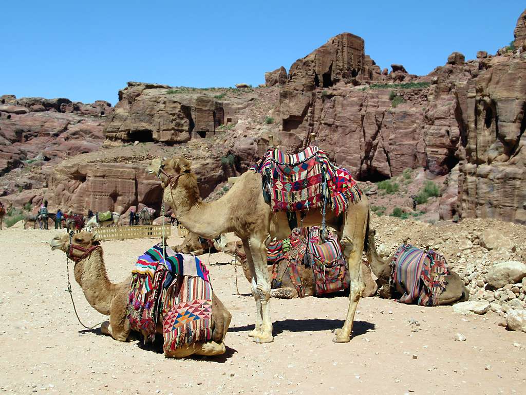 Camel - Animals With Long Necks