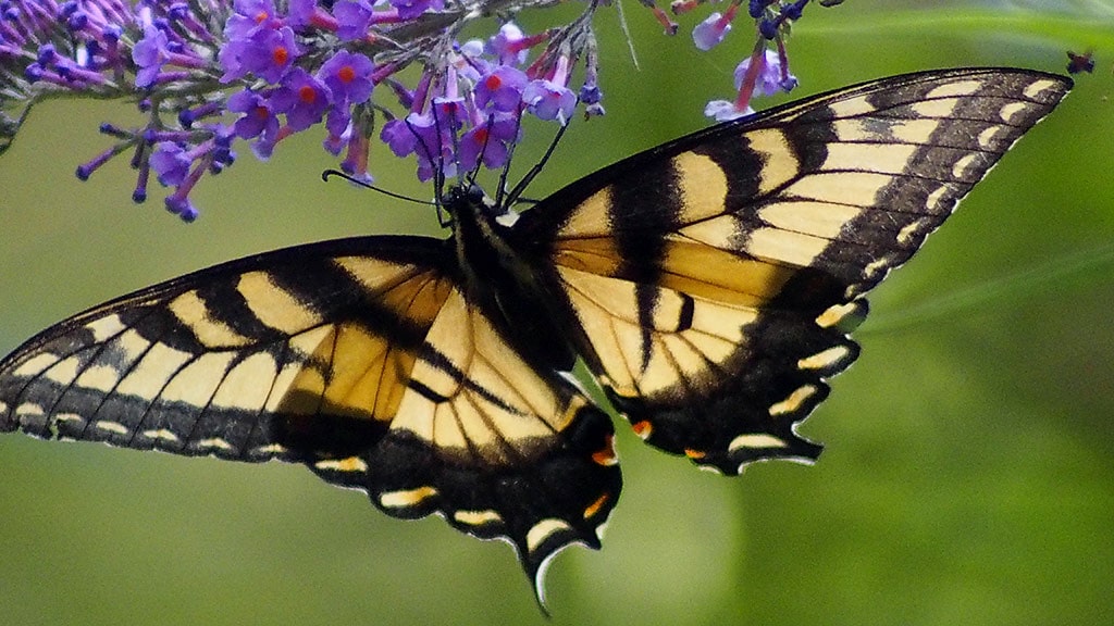 Canadian Tiger Swallowtail