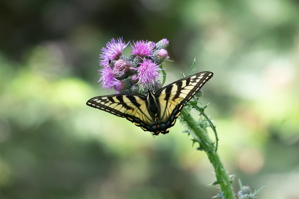 Canadian Tiger Swallowtail