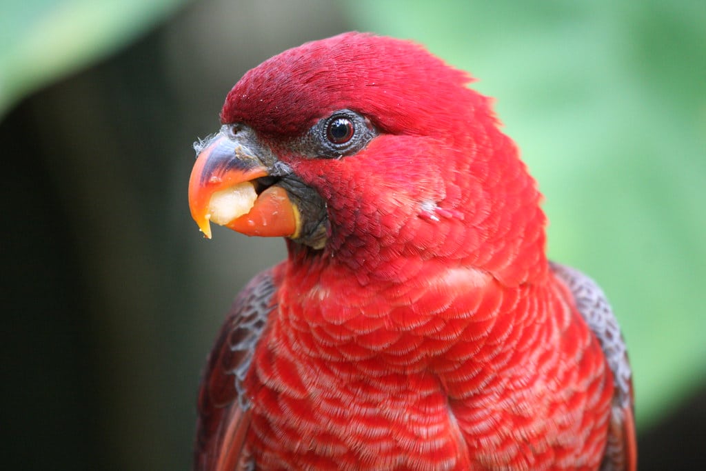 Cardinal Lory