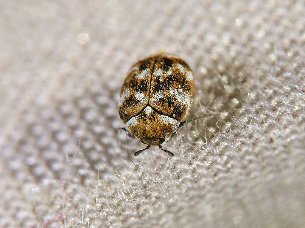 Carpet Beetles