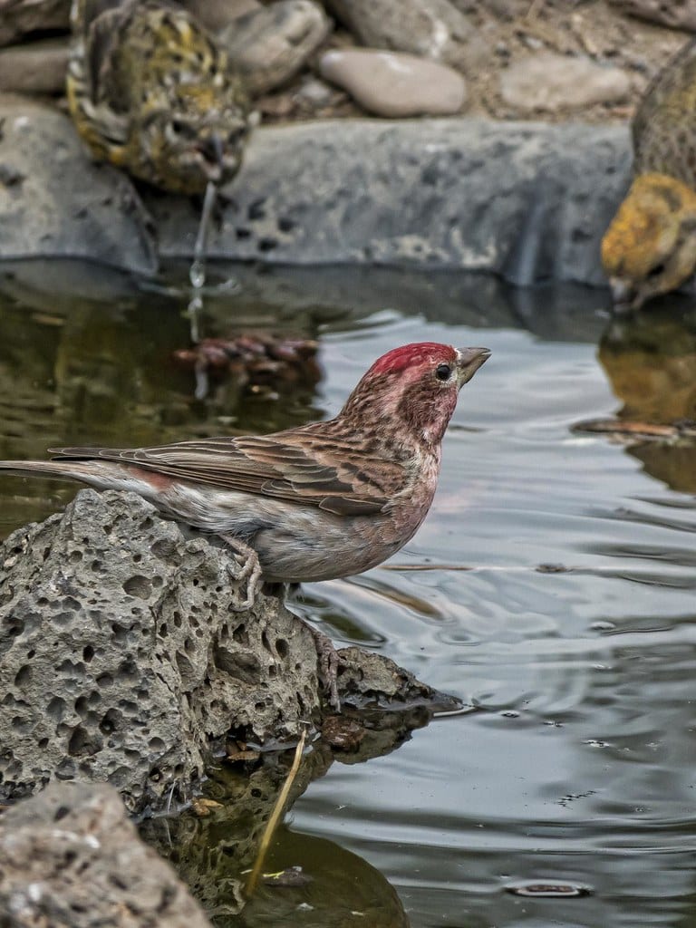 Cassin's Finch - Types of Finches in Oregon