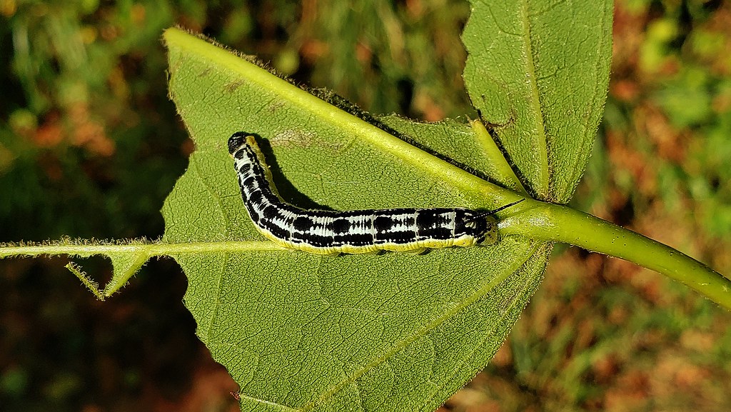 Catalpa Sphinx