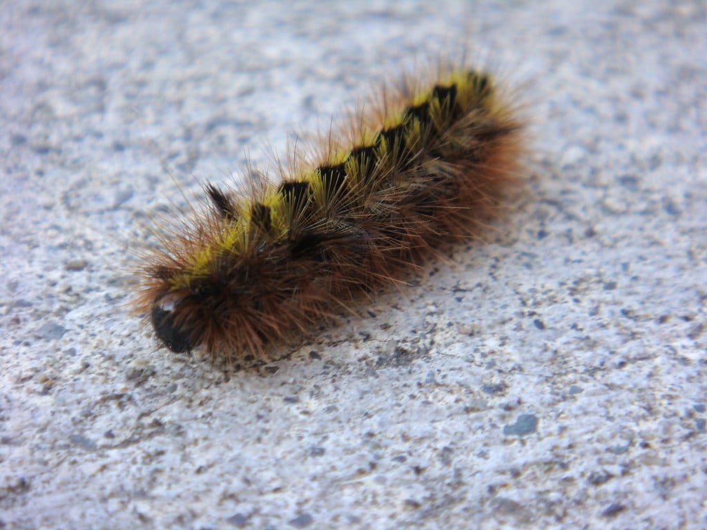 Caterpillar Hairs