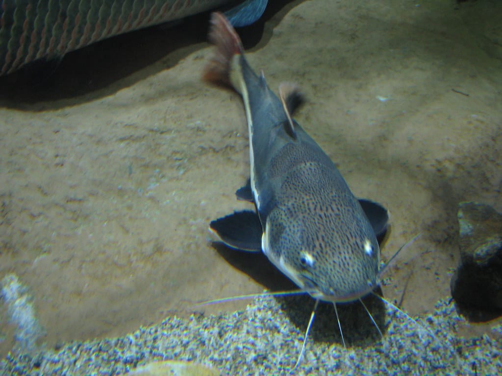 Catfish