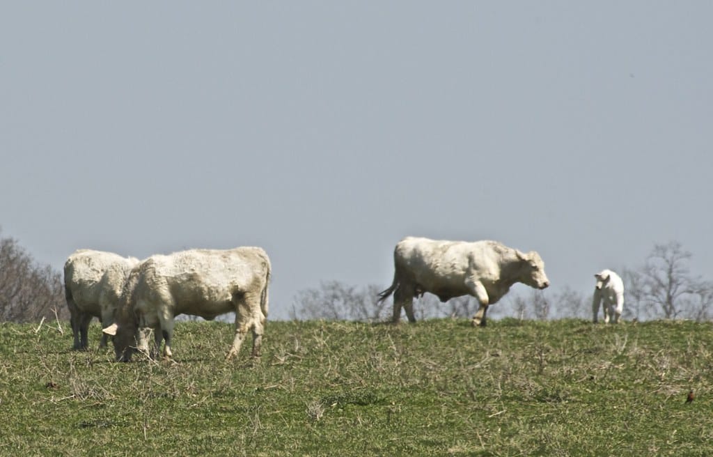 Charolais Cattle
