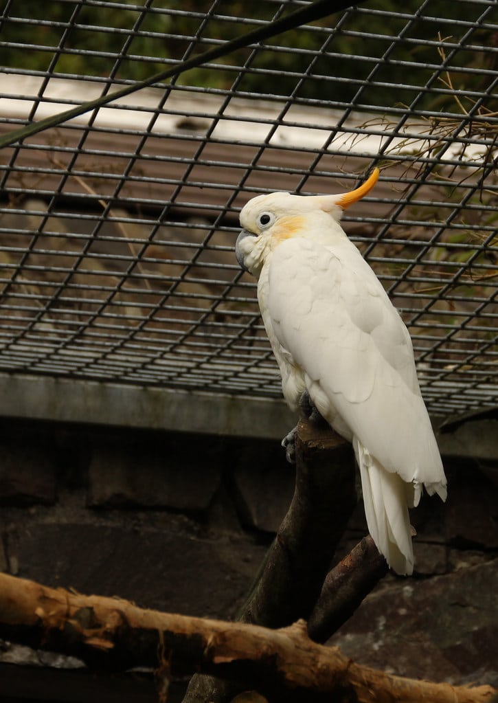 Citron Crested Cockatoo