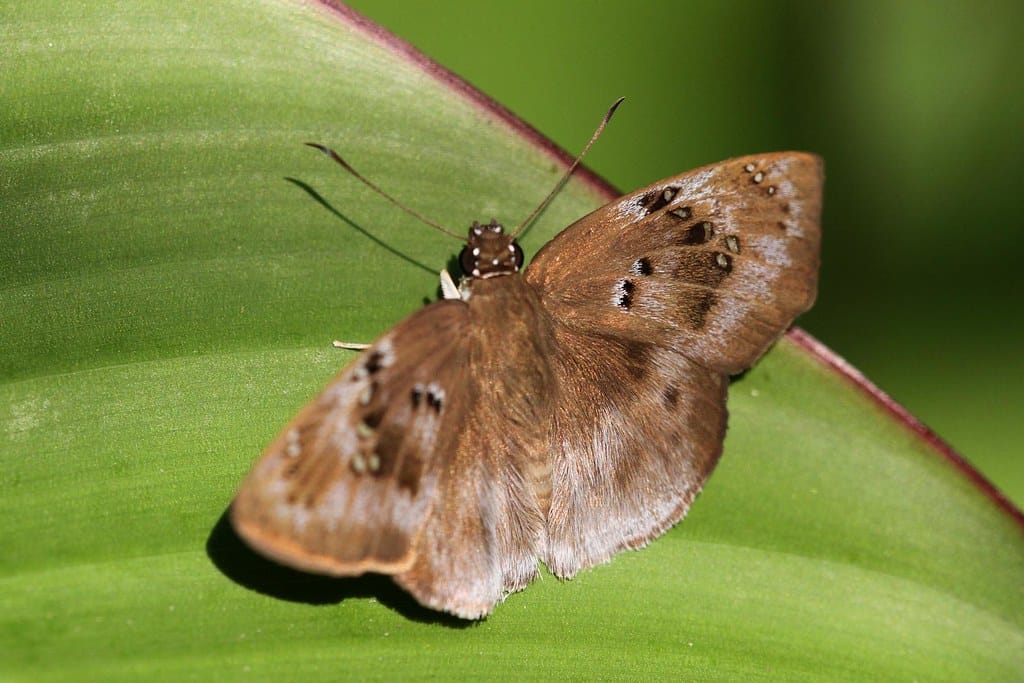 Clouded Skipper 